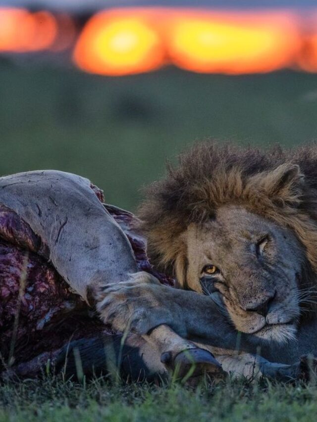 Lion with Dinner